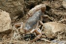 pk skorpion